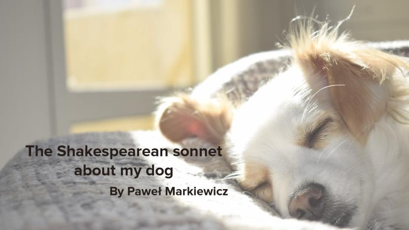 The Shakespearean sonnet about my dog