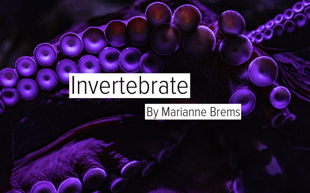 Invertebrate